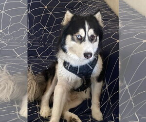 Champ - Male Alaskan Klee Kai-Siberian Husky Mix Dog for Adoption - Photo #4