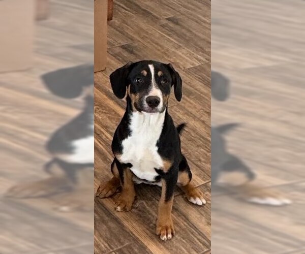 Medium Photo #2 Mutt Puppy For Sale in Winter Park, CO, USA