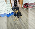 Small #3 Rottweiler