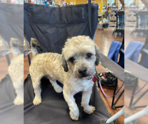 Shih-Poo Dogs for adoption in Cranston, RI, USA