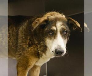 Huskies -Unknown Mix Dogs for adoption in San Antonio, TX, USA