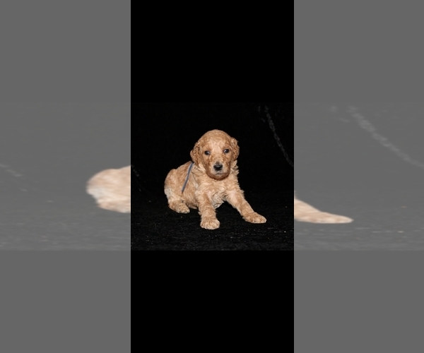 Medium Photo #2 Poodle (Standard) Puppy For Sale in SPRING, TX, USA