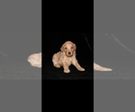 Small #1 Poodle (Standard)