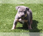 Puppy Puppy 4 yellow American Bully