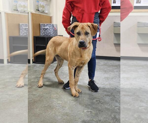 Medium Photo #4 Mastador Puppy For Sale in Rockwall, TX, USA