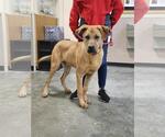 Small #3 Mastador