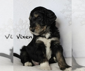 Aussiedoodle Puppy for sale in KINGS MOUNTAIN, NC, USA