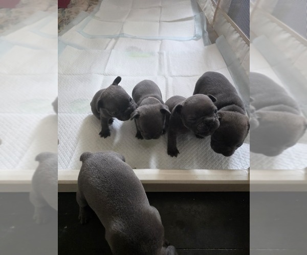 Medium Photo #1 French Bulldog Puppy For Sale in DUNNVILLE, KY, USA