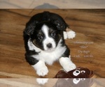 Small Photo #17 Aussie-Corgi Puppy For Sale in LIND, WA, USA