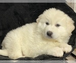 Small #3 Great Pyrenees