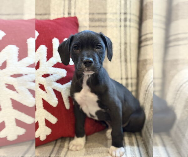Medium Photo #2 American Bulldog-Labrador Retriever Mix Puppy For Sale in Tarrytown, GA, USA