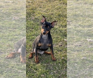 Miniature Pinscher Puppy for sale in CANOGA, NY, USA