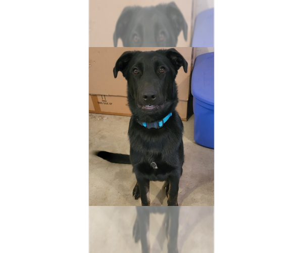 Medium Photo #6 German Shepherd Dog-Rhodesian Ridgeback Mix Puppy For Sale in Aurora, IN, USA
