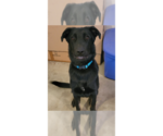Small #5 German Shepherd Dog-Rhodesian Ridgeback Mix