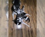 Small #9 Siberian Husky