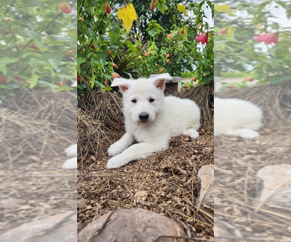 Medium Photo #1 German Shepherd Dog Puppy For Sale in GREENWOOD, WI, USA