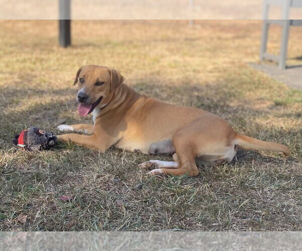 Medium Photo #3 Mutt Puppy For Sale in Bryant, AR, USA