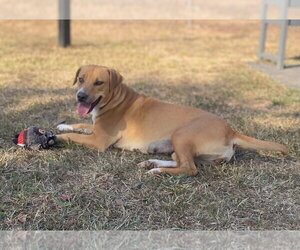 Donut - Female Mutt Dog for Adoption - Photo #3