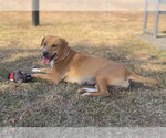 Small Photo #3 Mutt Puppy For Sale in Bryant, AR, USA