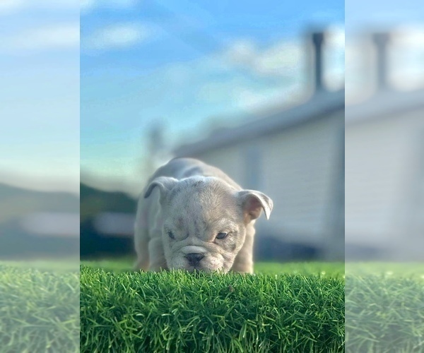 Medium Photo #4 English Bulldog Puppy For Sale in GOODMAN, MO, USA