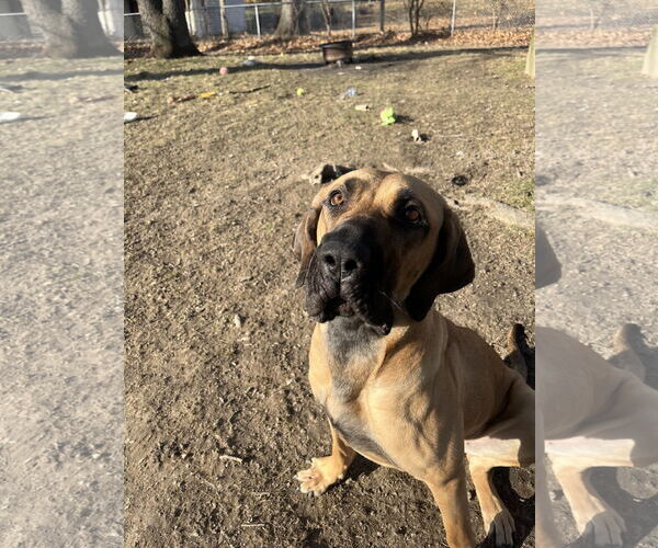 Medium Photo #4 Fila Brasileiro-Great Dane Mix Puppy For Sale in Jasper, AL, USA