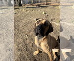 Small #3 Fila Brasileiro-Great Dane Mix