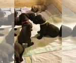 Small Photo #109 Boerboel Puppy For Sale in LAS CRUCES, NM, USA