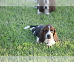 Small #3 Basset Hound