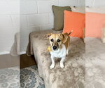 Small #1 Mutt