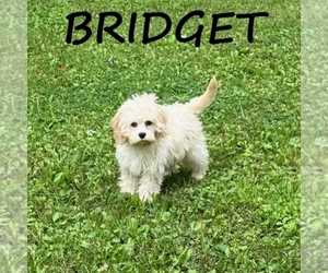 Cockapoo (Miniature) Puppy for sale in HARTLAND, MN, USA