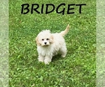 Image preview for Ad Listing. Nickname: Bridget