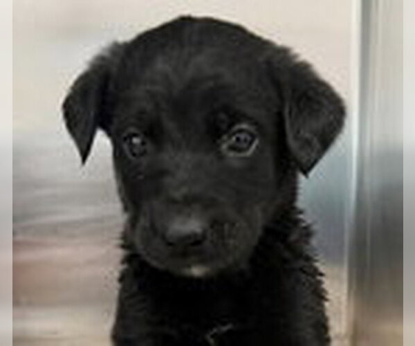 Medium Photo #2 Labrador Retriever Puppy For Sale in Fremont, CA, USA