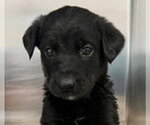 Small #1 Labrador Retriever