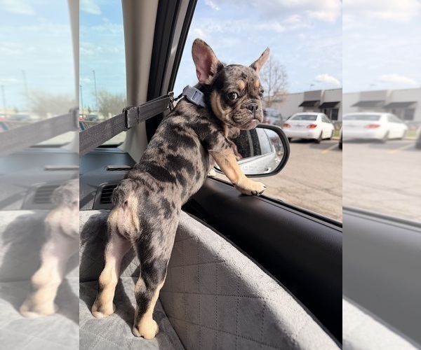 Medium Photo #4 French Bulldog Puppy For Sale in OSWEGO, IL, USA
