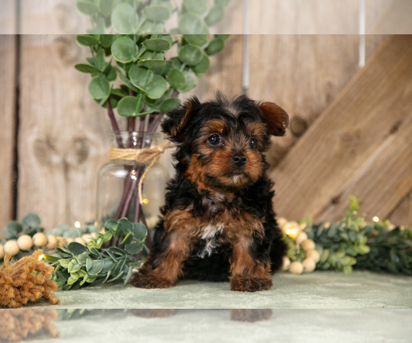 Medium Photo #1 Yorkshire Terrier Puppy For Sale in GREENWICH, OH, USA