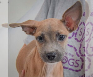 Reed - Male Italian Greyhound-Shih Tzu Mix Dog for Adoption - Photo #5