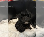 Small #1 Schnoodle (Miniature)