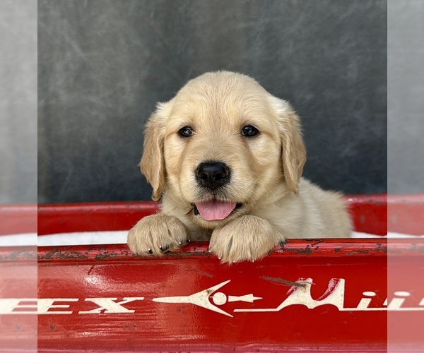 Medium Photo #5 Golden Retriever Puppy For Sale in OCALA, FL, USA