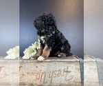 Small Photo #2 Bernedoodle Puppy For Sale in HERNANDO, FL, USA