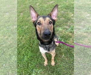 German Shepherd Dog Dogs for adoption in Newfield, NJ, USA