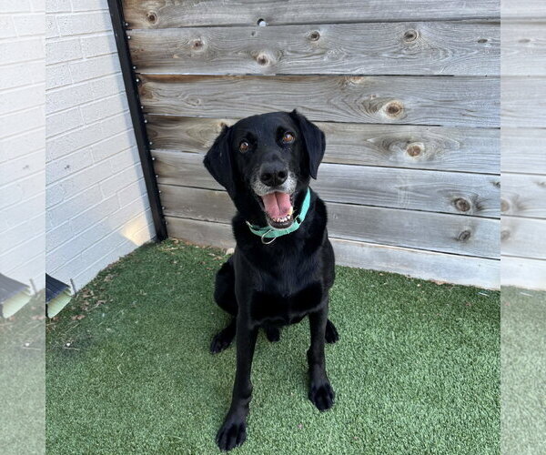 Medium Photo #4 Labrador Retriever-Unknown Mix Puppy For Sale in Fort Worth, TX, USA