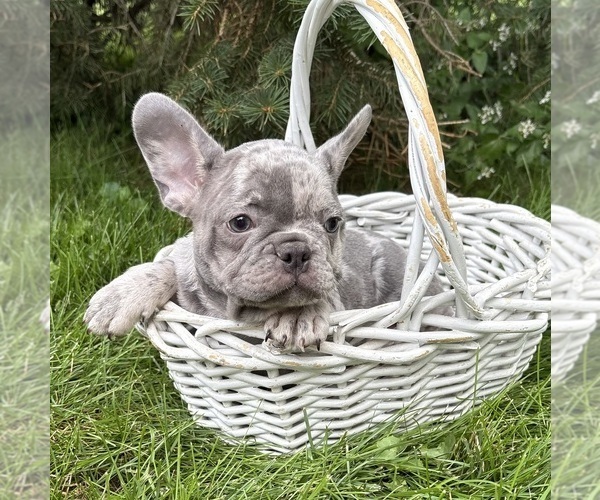Medium Photo #3 French Bulldog Puppy For Sale in MIDDLEBURY, IN, USA