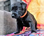 Small #2 Golden Retriever Mix