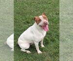 Small Catahoula Leopard Dog Mix