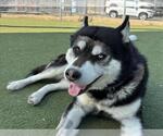 Small #2 Siberian Husky Mix