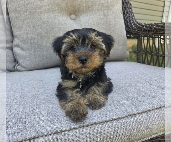 Medium Photo #19 Yorkshire Terrier Puppy For Sale in RHOADESVILLE, VA, USA