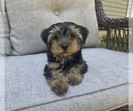 Small #18 Yorkshire Terrier