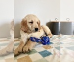 Small #6 Golden Retriever