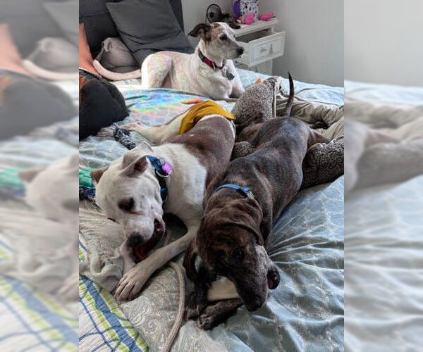 Medium Photo #10 Mutt Puppy For Sale in Atlanta, GA, USA