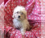 Small #2 Cavachon